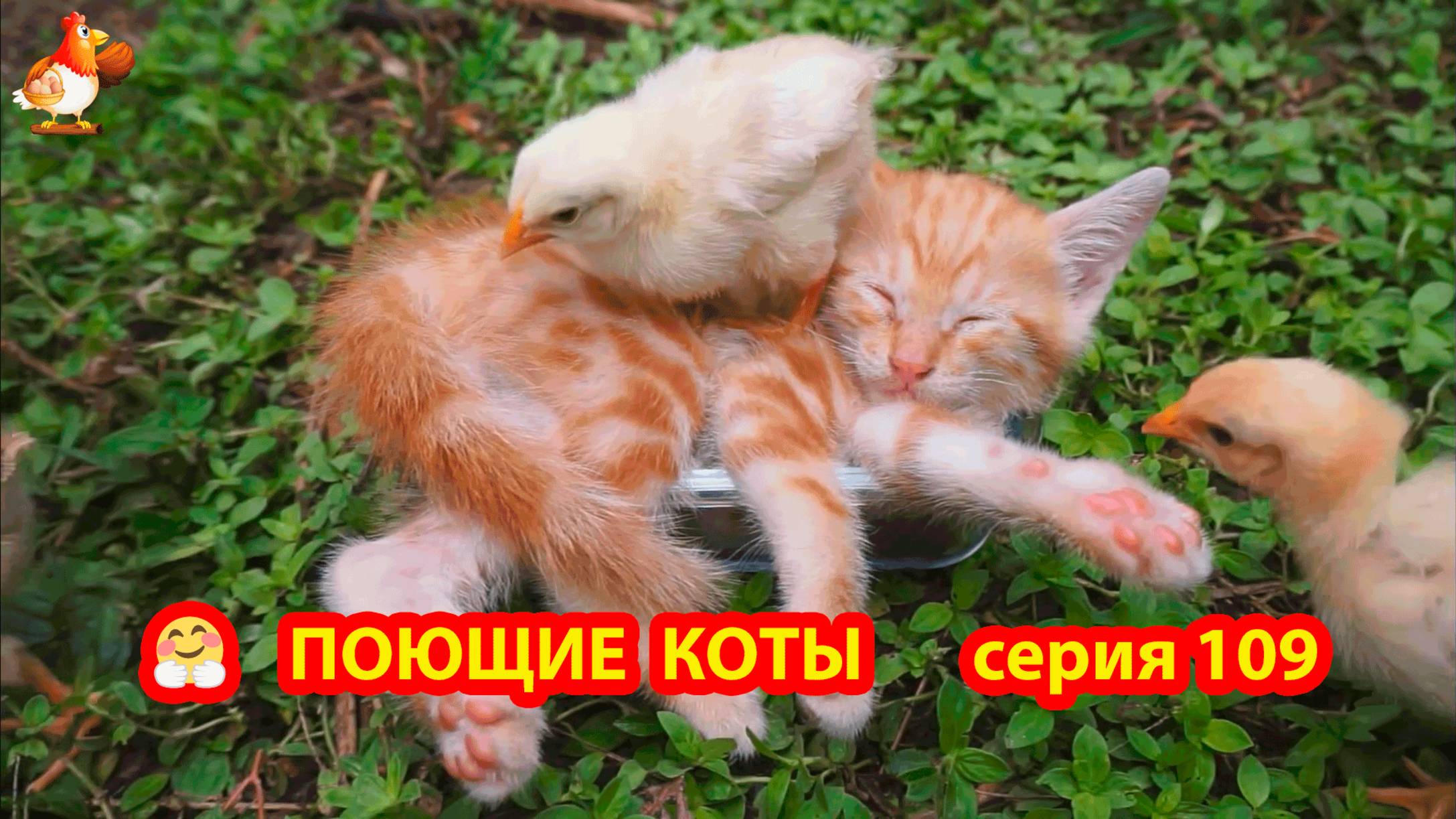 Крутые коты у птичьего двора серия (109) 🐈🐈⬛😹 Природа Абхазии и подворье с птицами и животными ❣