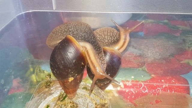 Mating games of giant snail Achatina