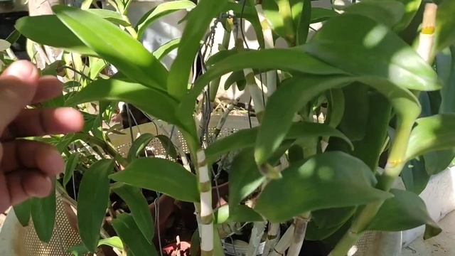 cómo cuidar los dendrobiun tipo phalaenopsis correctamente