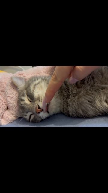 Кот спит с высунутым язычком 😺👅