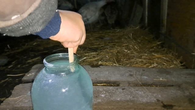 ПРИВЕЗЛИ СІМ'Ю ІНДИКІВ. НОВА ПТИЦЯ НА ПОДВІР'Ї!