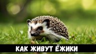 Ёжики, как они живут