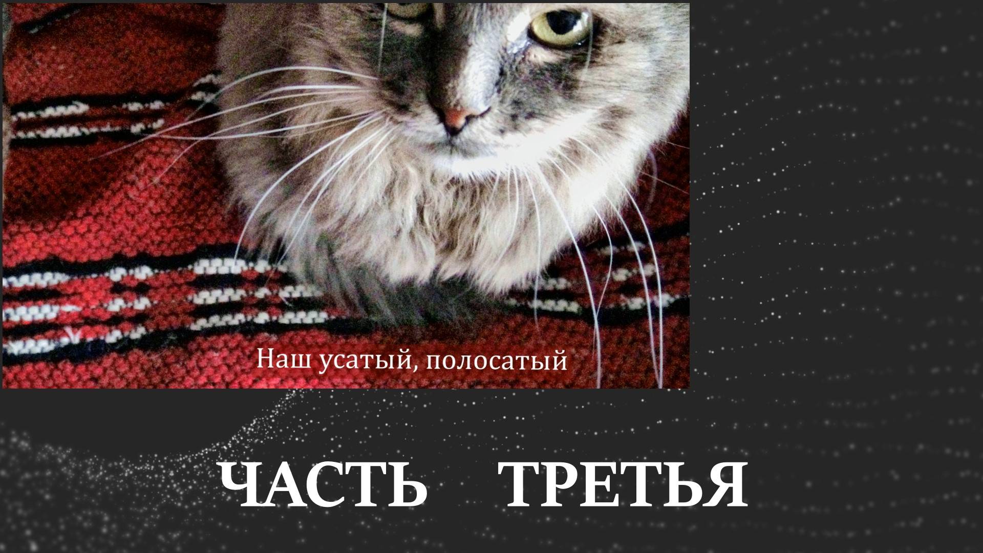 Наш усатый полосатый часть 3 2022 г