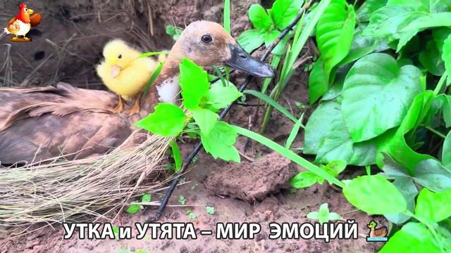 Утка и Утята – мир нежных эмоций 🦆🤗❣️часть (42)