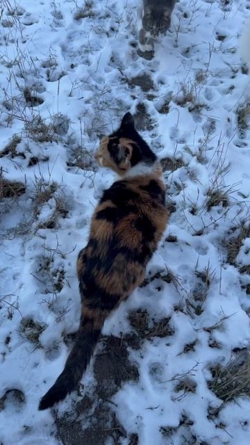 Давно такого снега не видели коты
