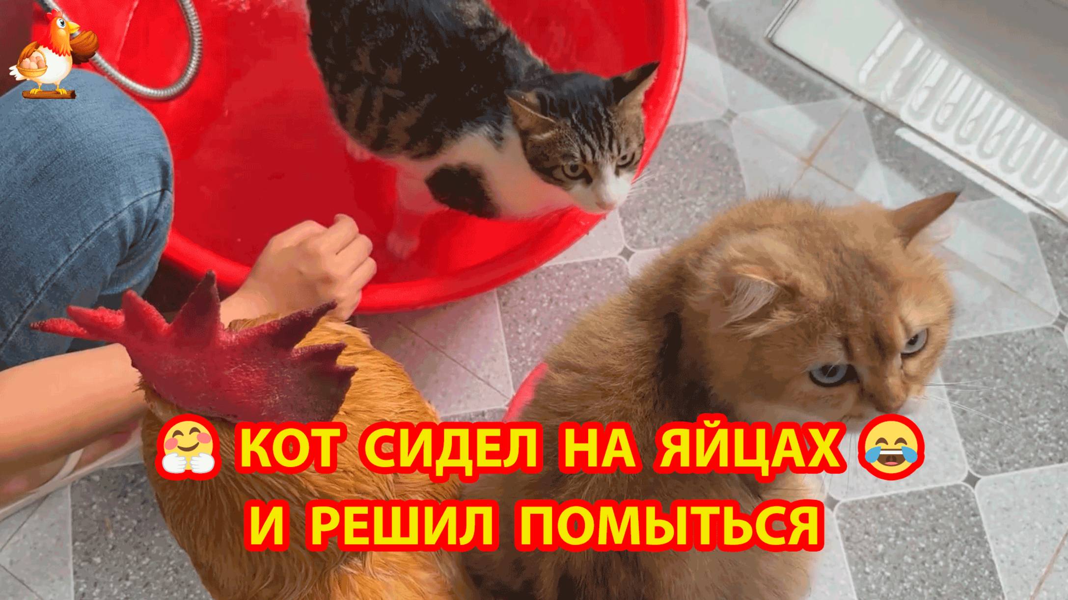 Кот сидел на яйцах и решил помыться в красном тазике ❣️ Забавный Кот птицевод ❣️😂🥰