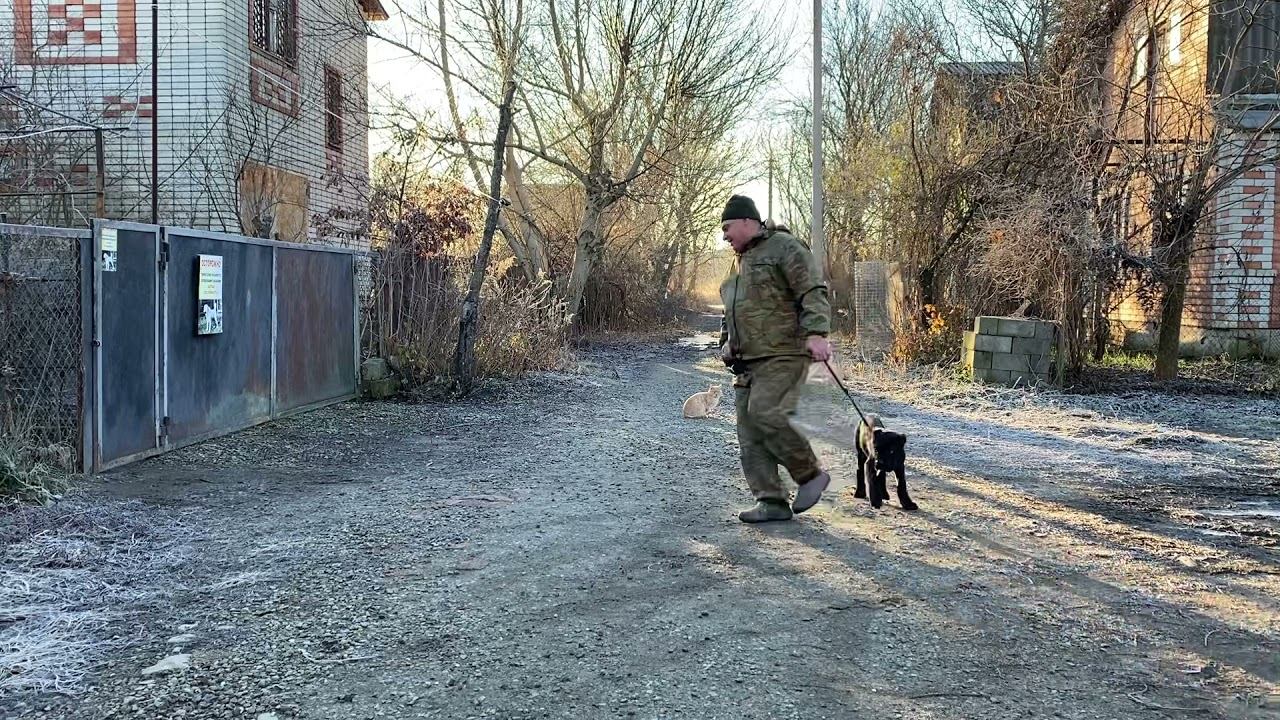 Кане-корсо 3,5 месяцев Сэм! Дрессировка с котами!