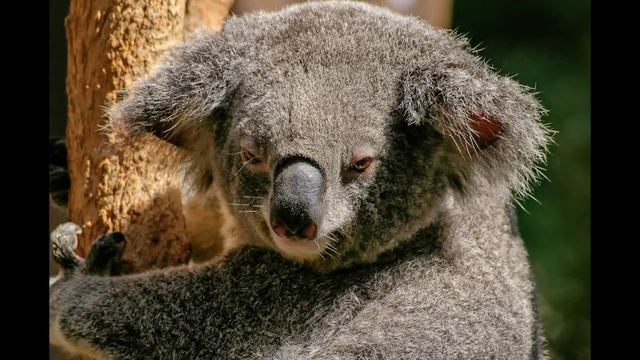 #koala#mammal#species✔koala mammal in the green world animal planet ary animal world !