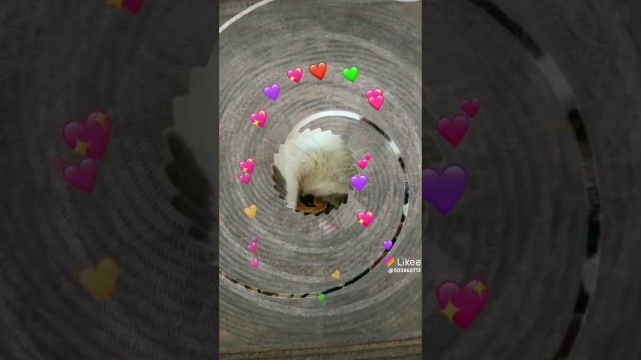 моя любимая кошка мурка