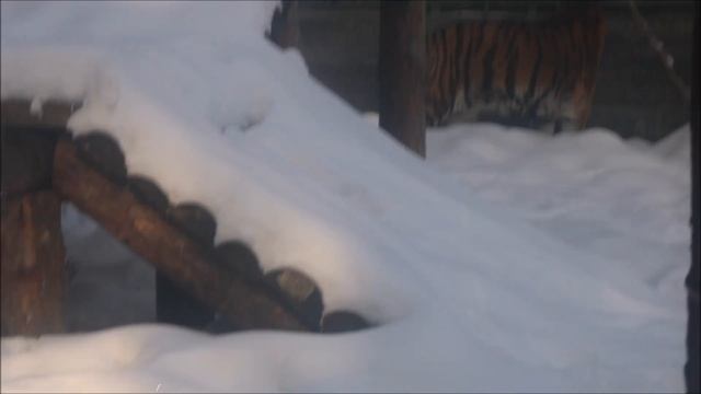 Амурский тигр Максимус на прогулке 04.02.2025