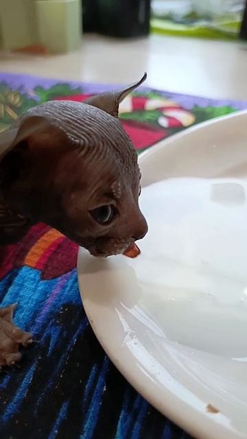 маленький чертенок