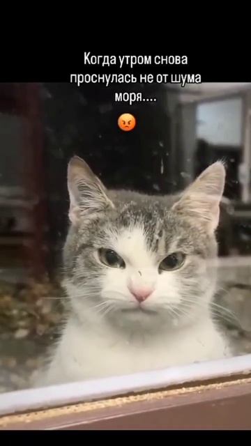 котики и юмор