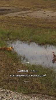 Животные семья❤️