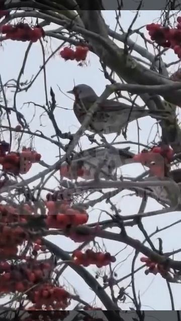 В Гродно вместе с холодами прилетели необычные птицы