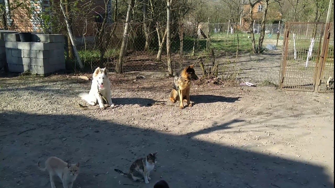 БШО 7 месяцев НЭТ! НЕО 9 месяцев Алекс! Железная выдержка с котами!