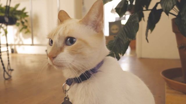 Котики