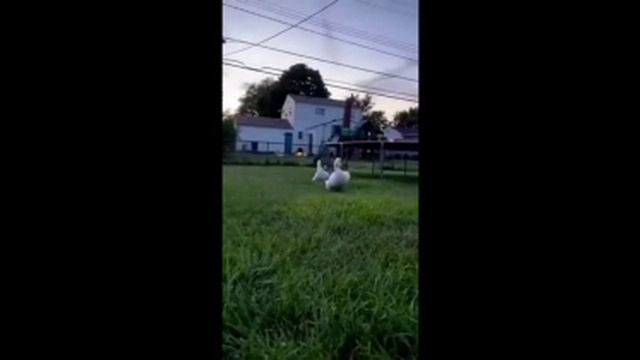 САМЫЕ СМЕШНЫЕ ЖИВОТНЫЕ!!!