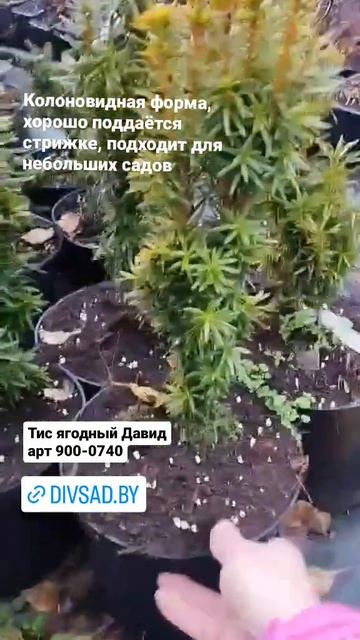 Тис Давид в питомнике Дивный сад Заказ [+375(29)841-21-60]