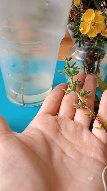 Лапчатка укоренилась в воде за 2 недели в сентябре! 22.09.23