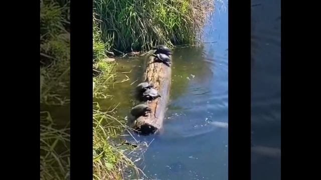 Не раскачивай лодку