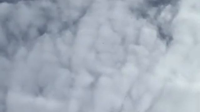 Полет стаи диких гусей на север