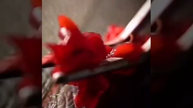 Малина под микроскопом