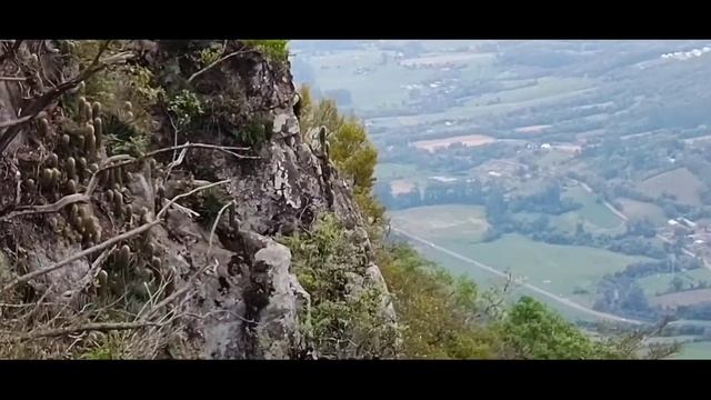 Cactos e suculentas em seu habitat natural #suculentas #cactos