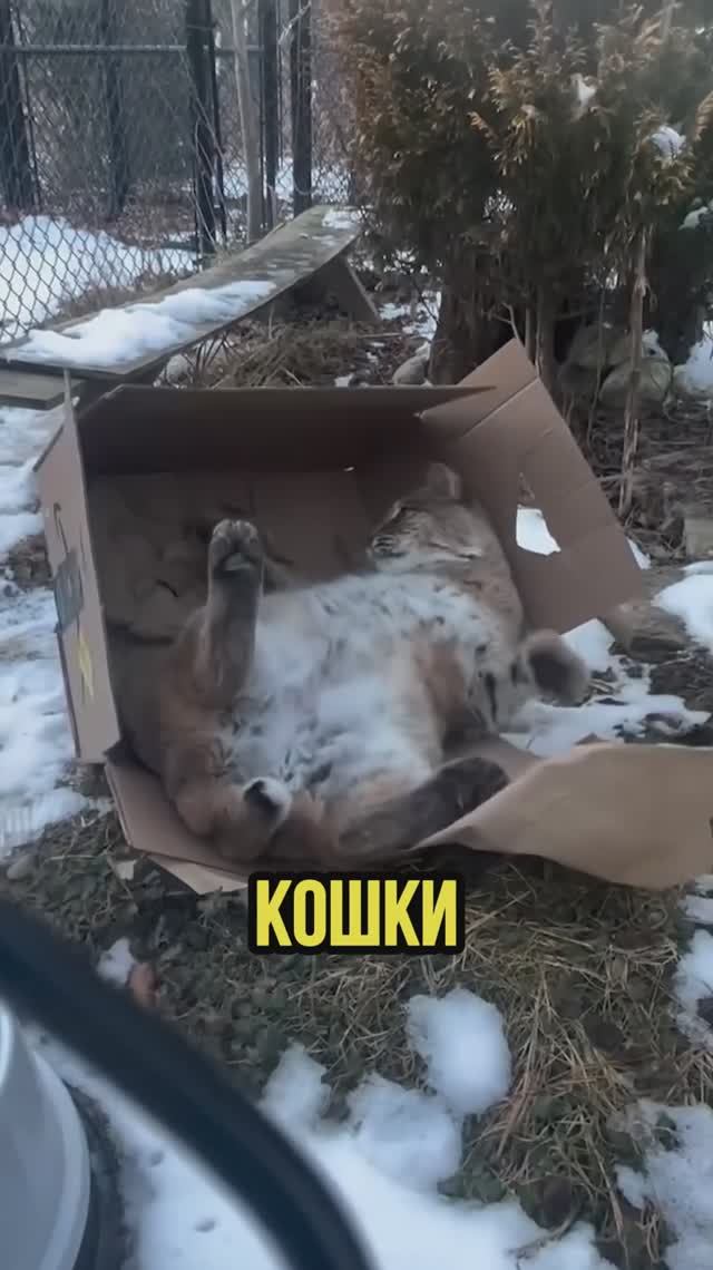 Почему кошки любят коробки