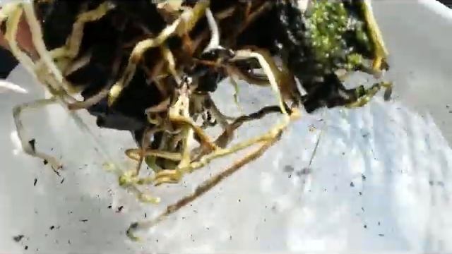 Repotting Dendrobium farmerii pink variety