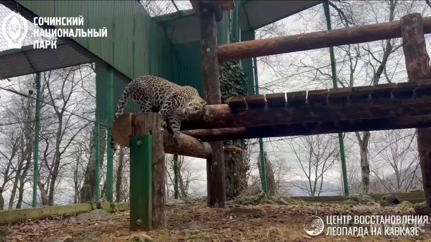 Центр восстановления леопарда в Сочи выложил новое видео котенка Умки