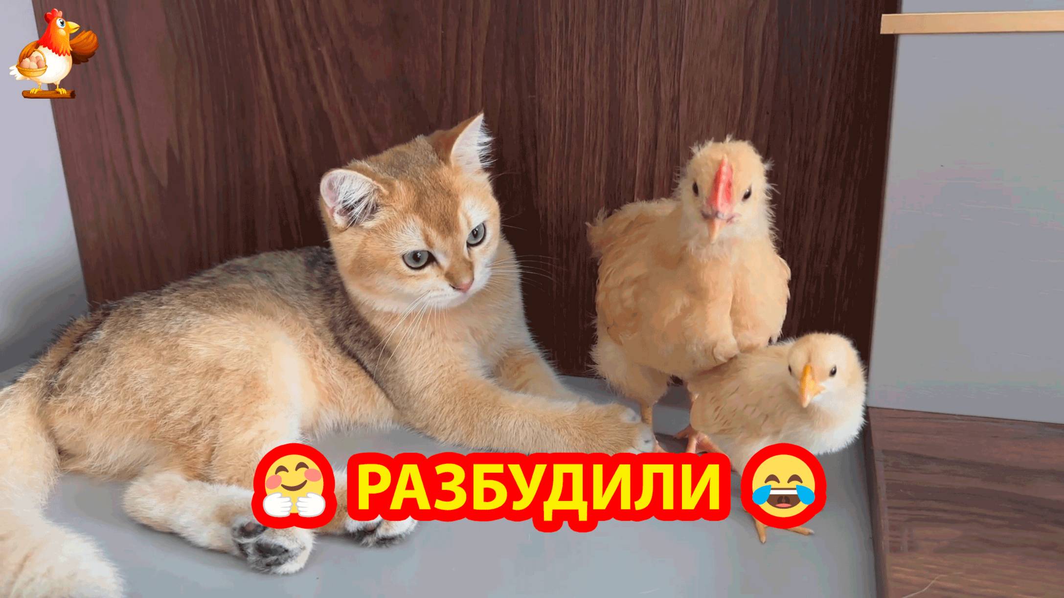 Два Цыпленка после прогулки разбудили Котенка ❣️🥰😂