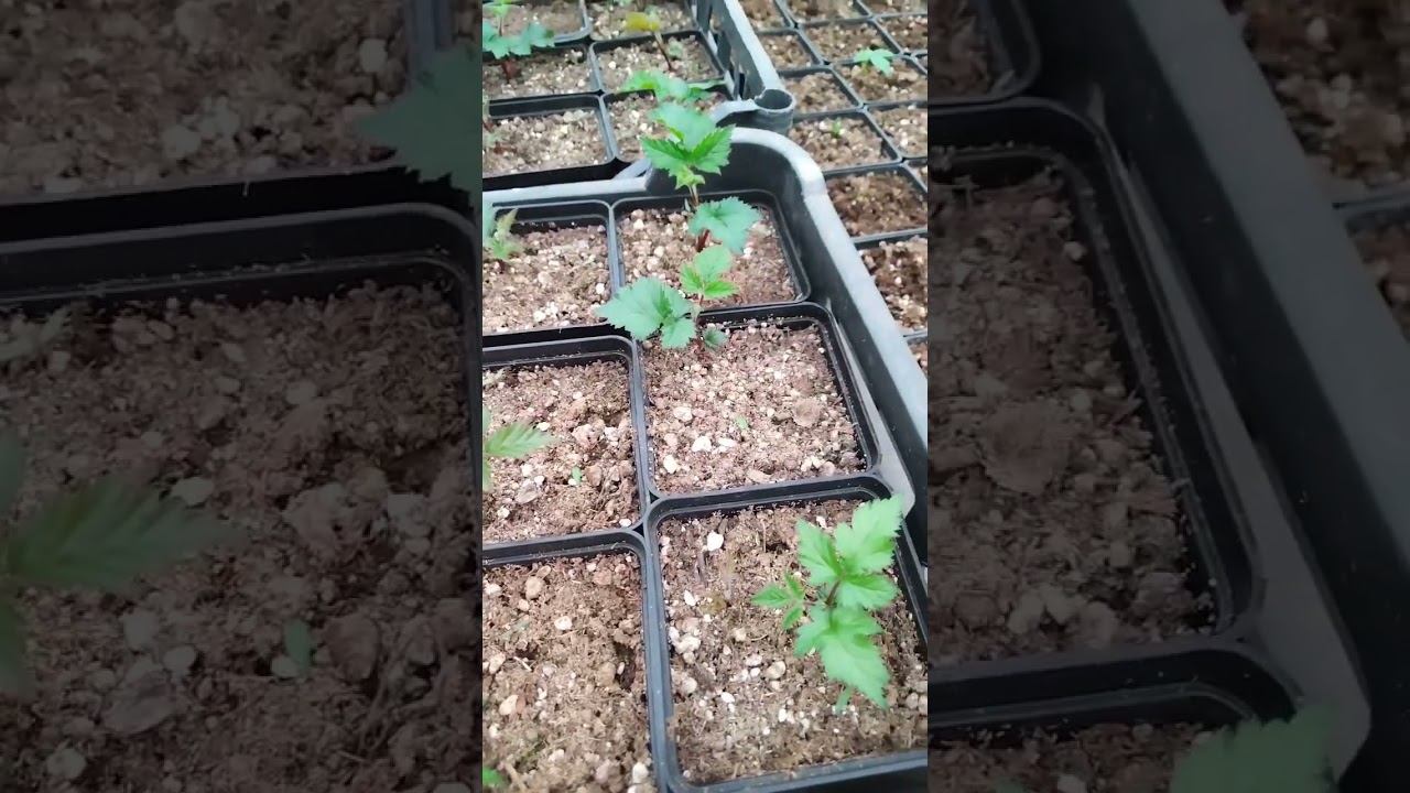 Малыши Кэддо подрастают☘️