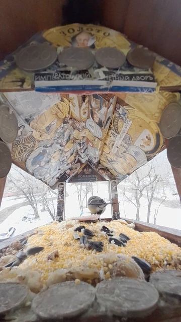1000038345.mp4кормушка.10.02.2025г.