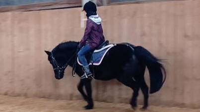 Даша и Наоми, смягчение. Тренировка с комментариями. #horse #equestrian #лошади #pony