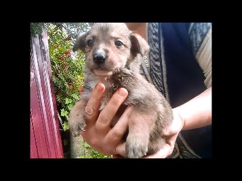 Щенки. День рождения. Первый месяц