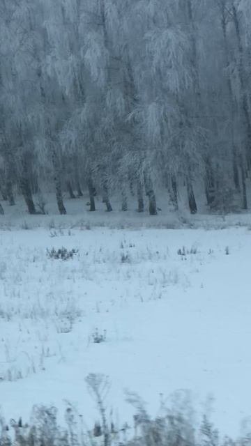 11-02-2025зимняя сказка