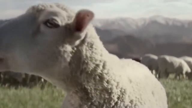 Поющие овцы