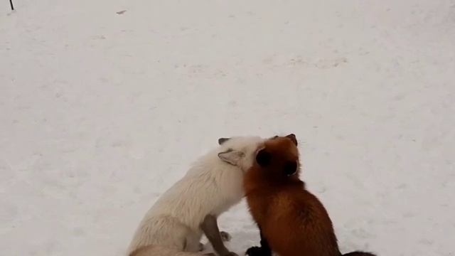 Лисьи нежности