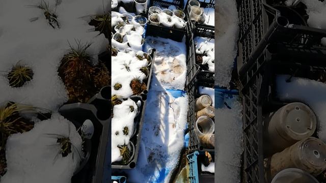 Кедр саженцы на авито