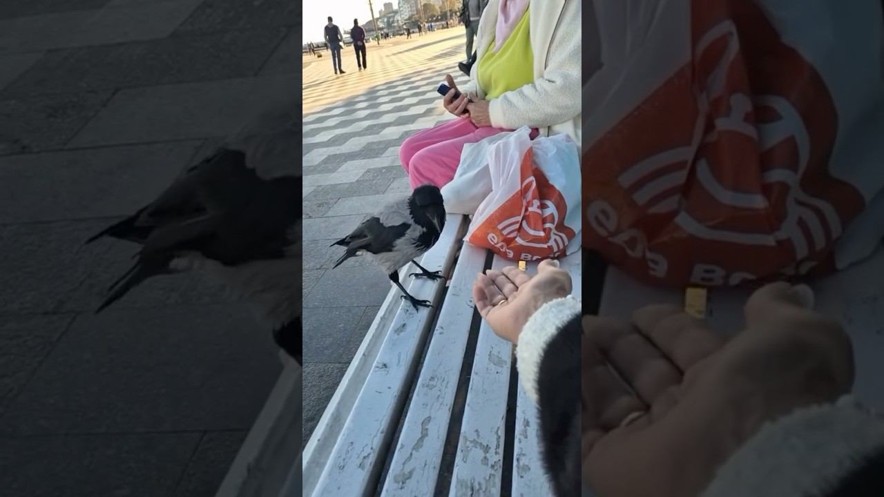 Убеждающая речь. Ворона выронила бычок.