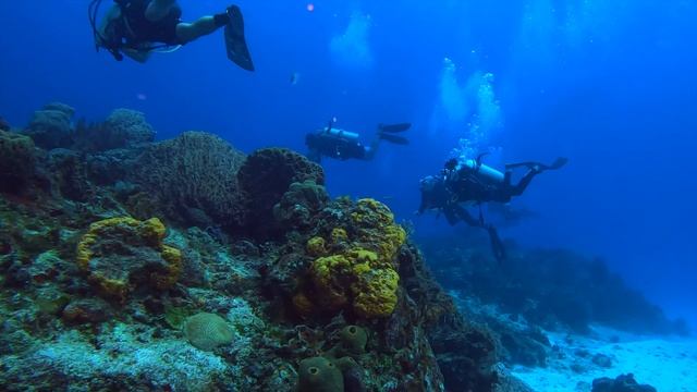 COZUMEL DIVNG 2024 (4K)