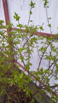 Жимолость Синичка 30.03.2024