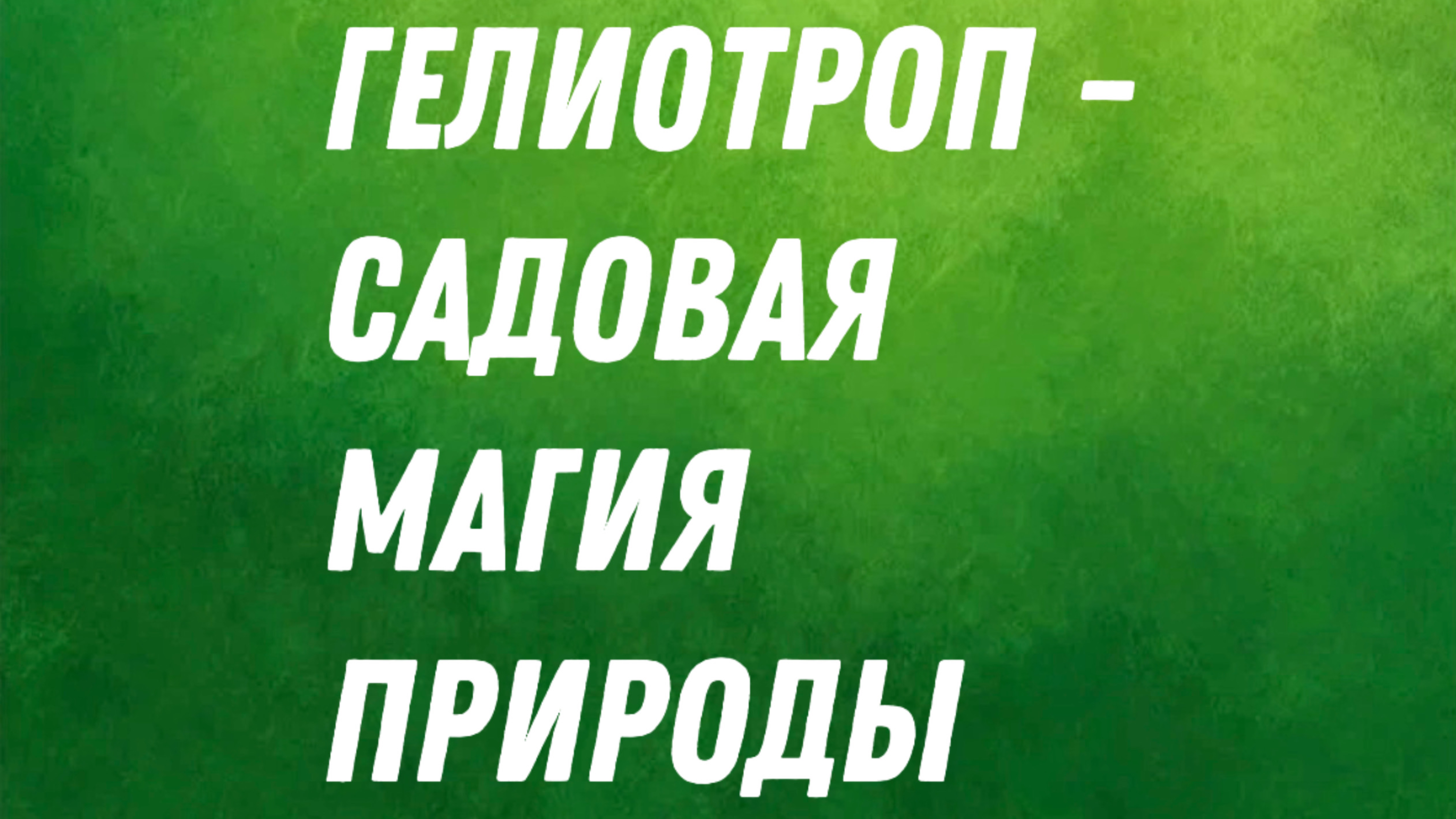 Гелиотроп- садовая магия природы