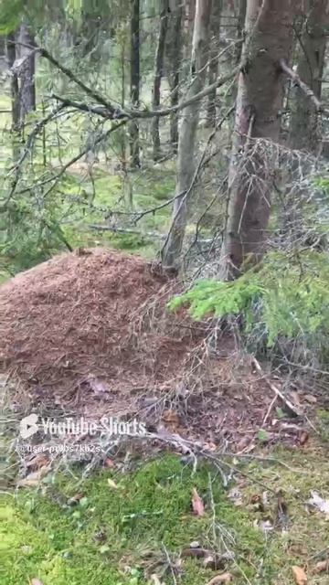 Муравейник#Anthill #sorts #лес #forest