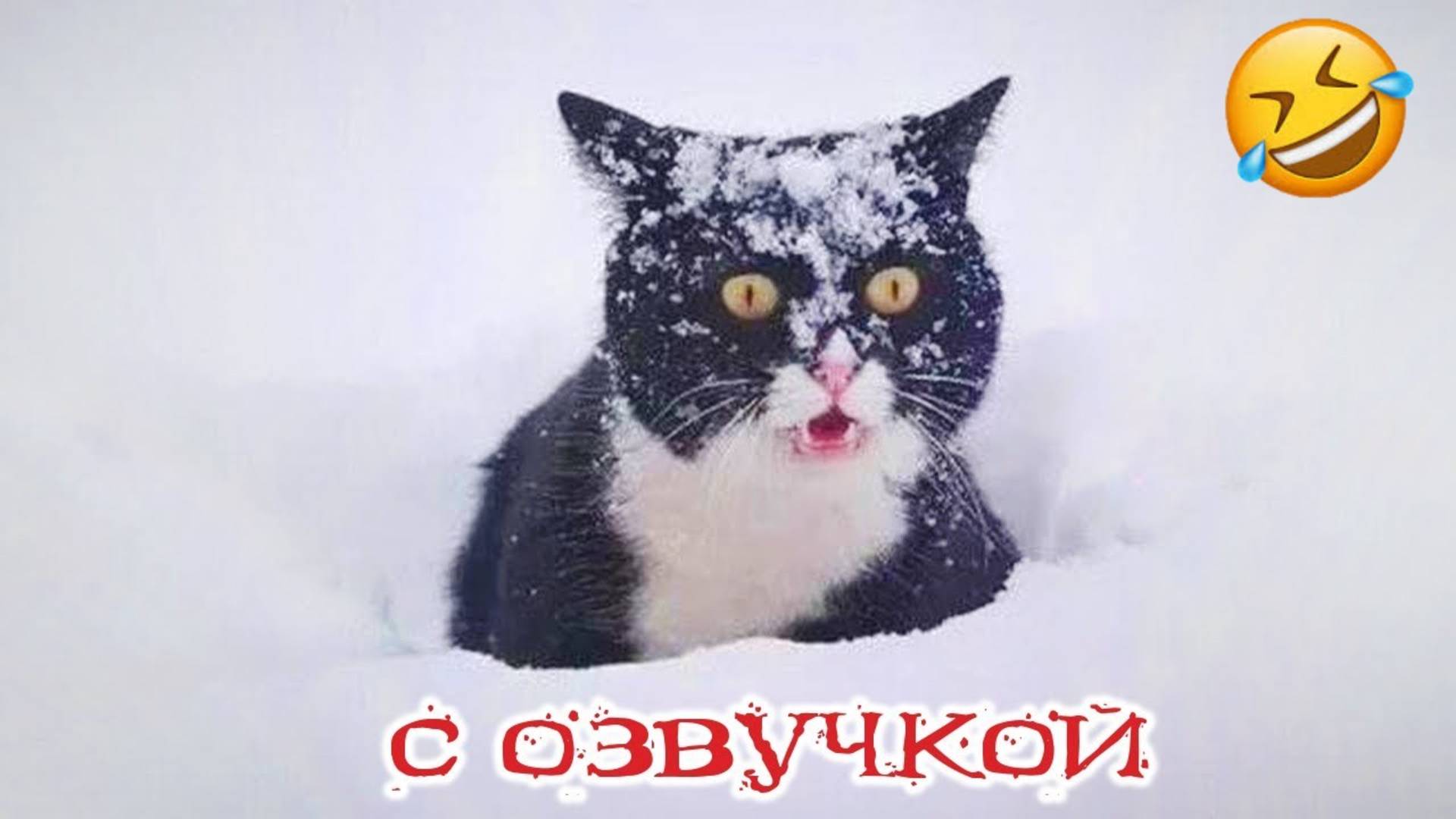 Приколы с котами! С ОЗВУЧКОЙ!! Самые смешные животные! Смешные видео про котов! Угараем вместе 💕🤣