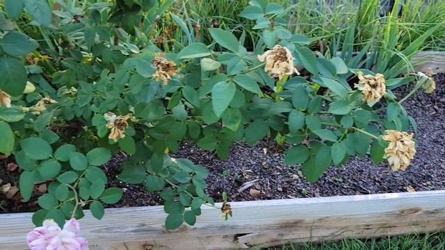 September Garden Tour 2022 | Arco Iris Ranch