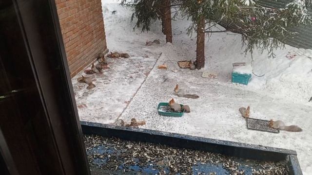 Видеоблагодарность Сергею К.за помощь диким животным