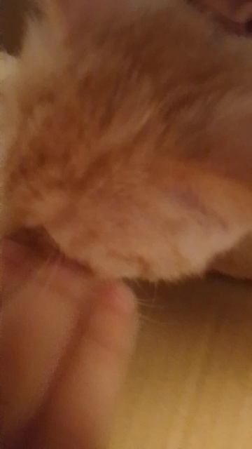 VID_20250210_161812.mp4