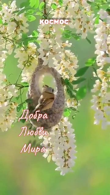Добра Любви Мира