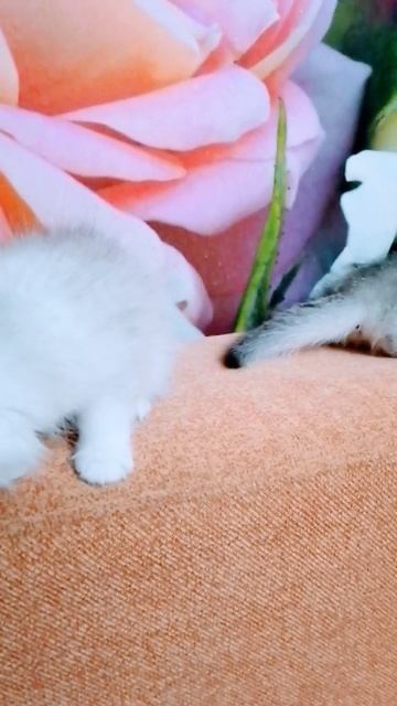 Девочка хайленд фолд
#котята
#шотландскиекотята
#хайлендфолд
#скошитфолд